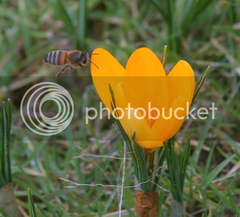 Bees%20on%20crocus%20015%20-%20Copy_zps1veuwkay.jpg