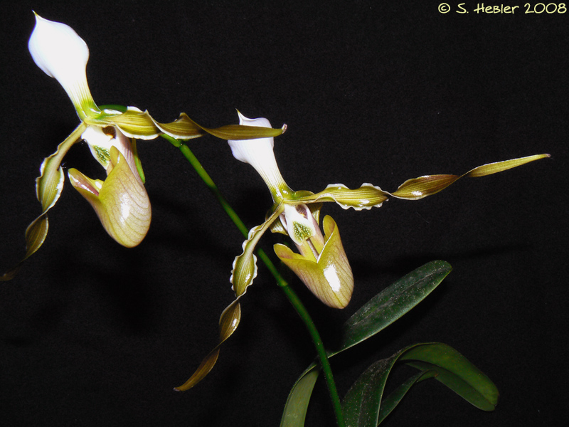 Paphiopedilum_dianthum.jpg