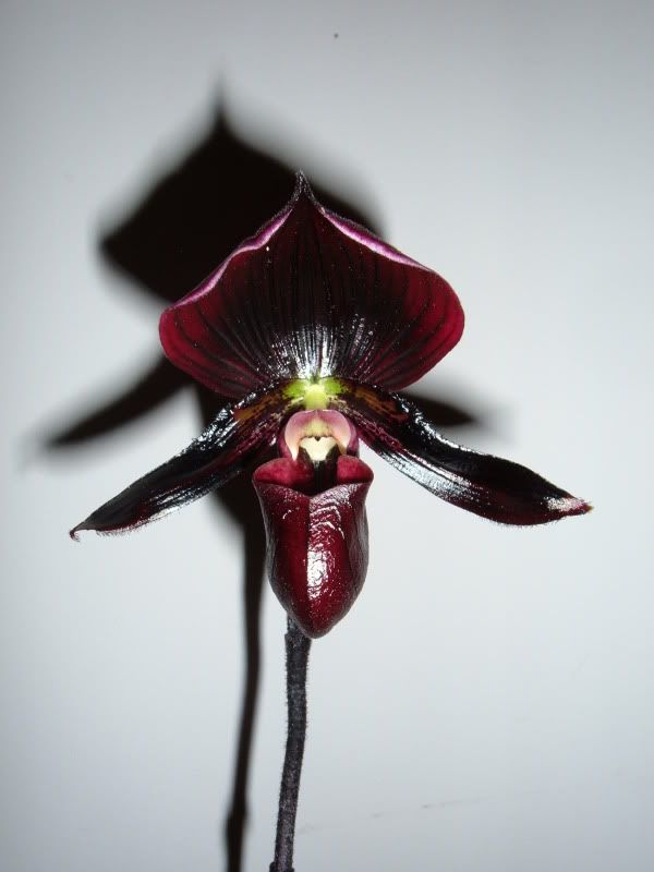 orchidpictures2008062.jpg
