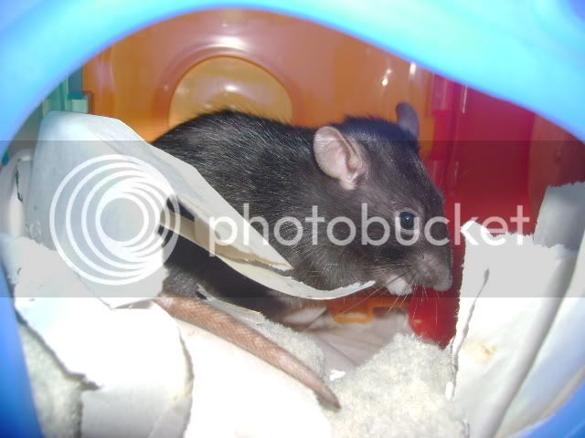 rats364.jpg