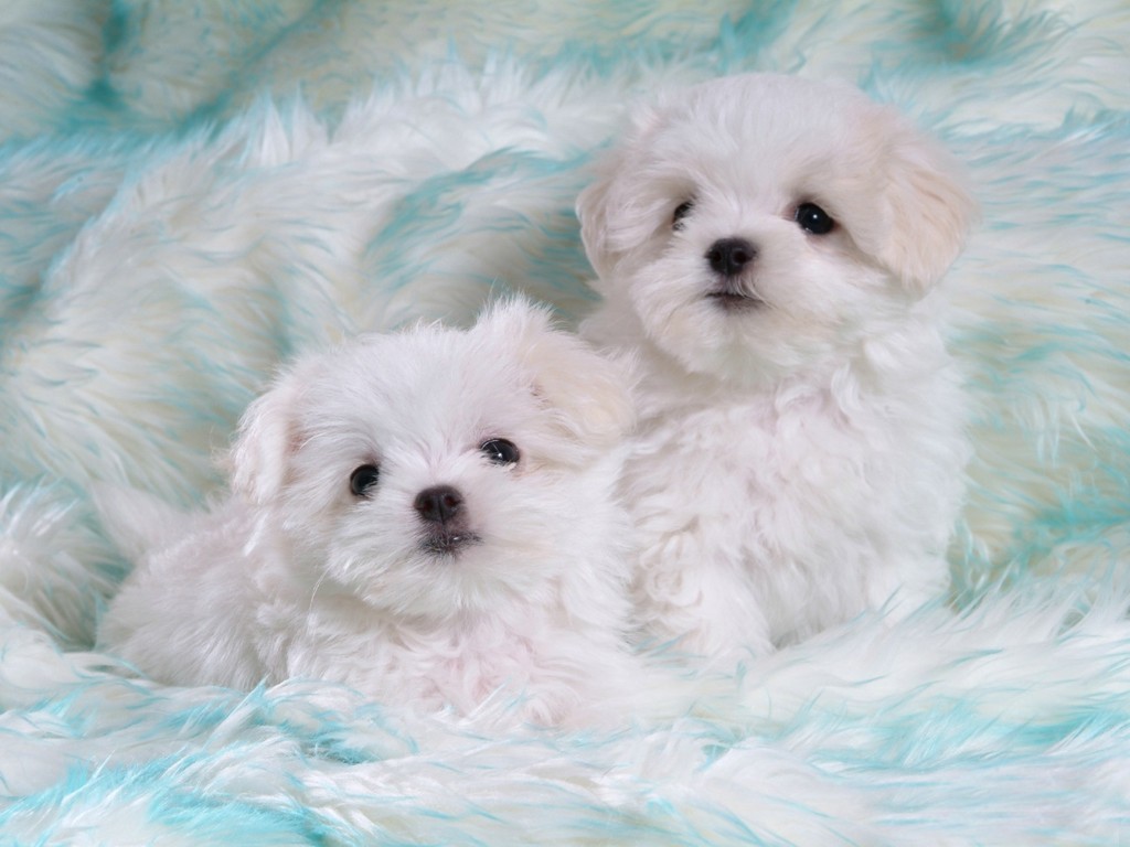 Funny+Cute+White+Puppies3.jpg