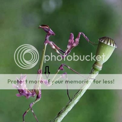 purple-mantis_zps886c3481.jpg