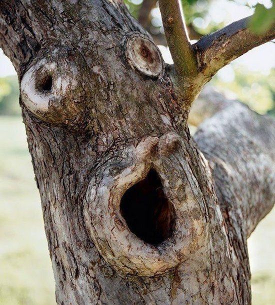 strange_and_funny_trees_01.jpg