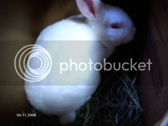 Bunniesandmore051.jpg