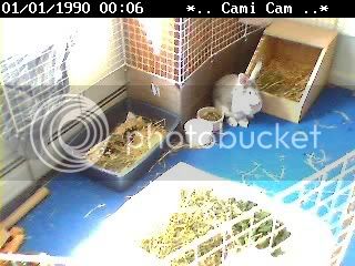 NetCam20071004-114939.jpg