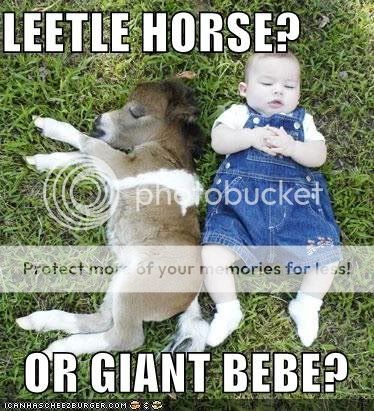 leetlehorse.jpg