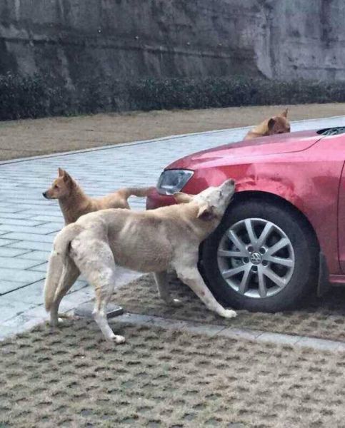 stray-dogs-destroy-a-car-in-china-jetta-gets-bitten-into-submission_4.jpg