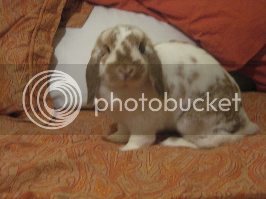Bunny005.jpg