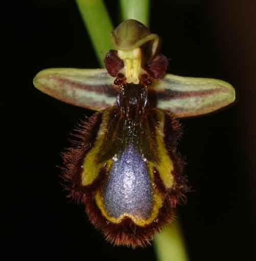 OphrysspeculumDresden.jpg