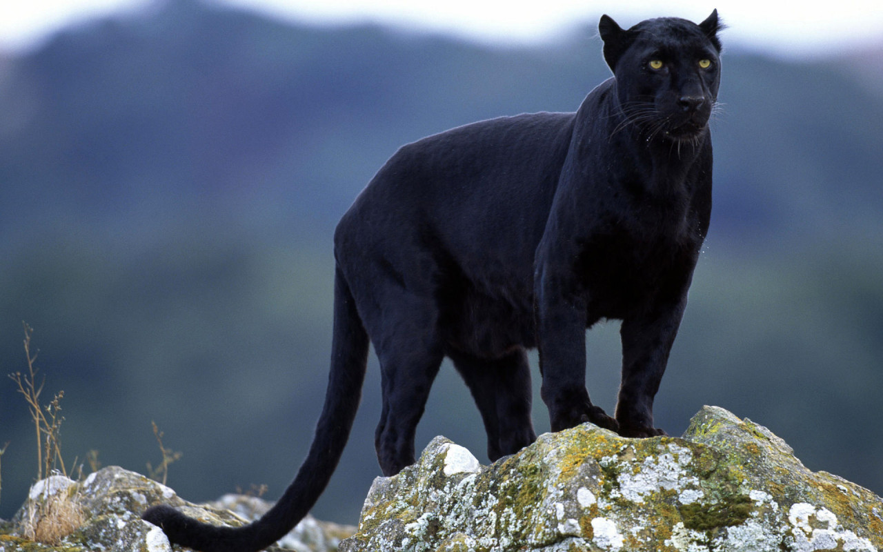 animals_beasts_black_panther_016446_252812529.jpg