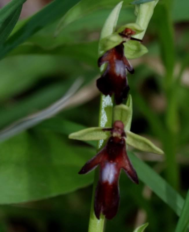 Ophrysinsectifera1dNiederhauserTal2.jpg