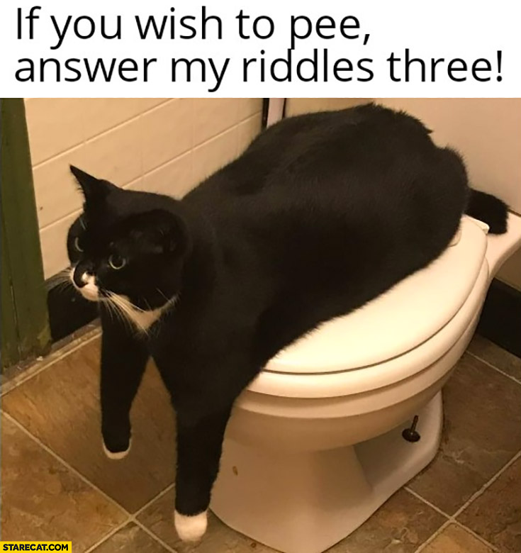 cat-on-a-toilet-if-you-with-to-pee-answer-my-riddles-three.jpg