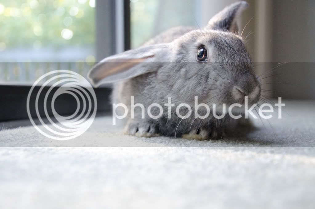 Bunny-1-2.jpg