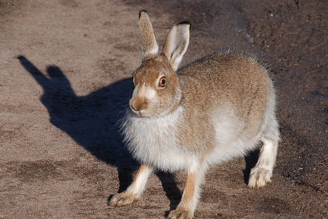 Hare-1.jpg
