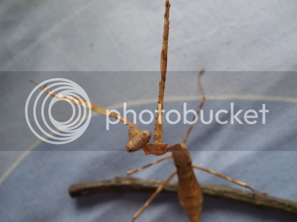 Mymantids033.jpg