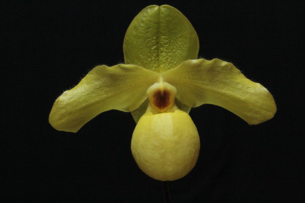 Paph%20Pedros%20Moon1_zps95uj2wrf.jpg