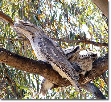 Tawny-Frogmouth-photo.jpg