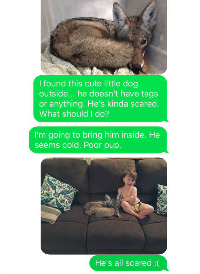 Husband-Freaks-Out-After-His-Wife-Texts-Him-She-Brought-A-Dog-Home-While-The-Pic-Shows-Its-Coyote-5842a5909048b__700.jpg
