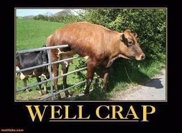 cow-stuck-on-a-fence-funny-pictures.jpg