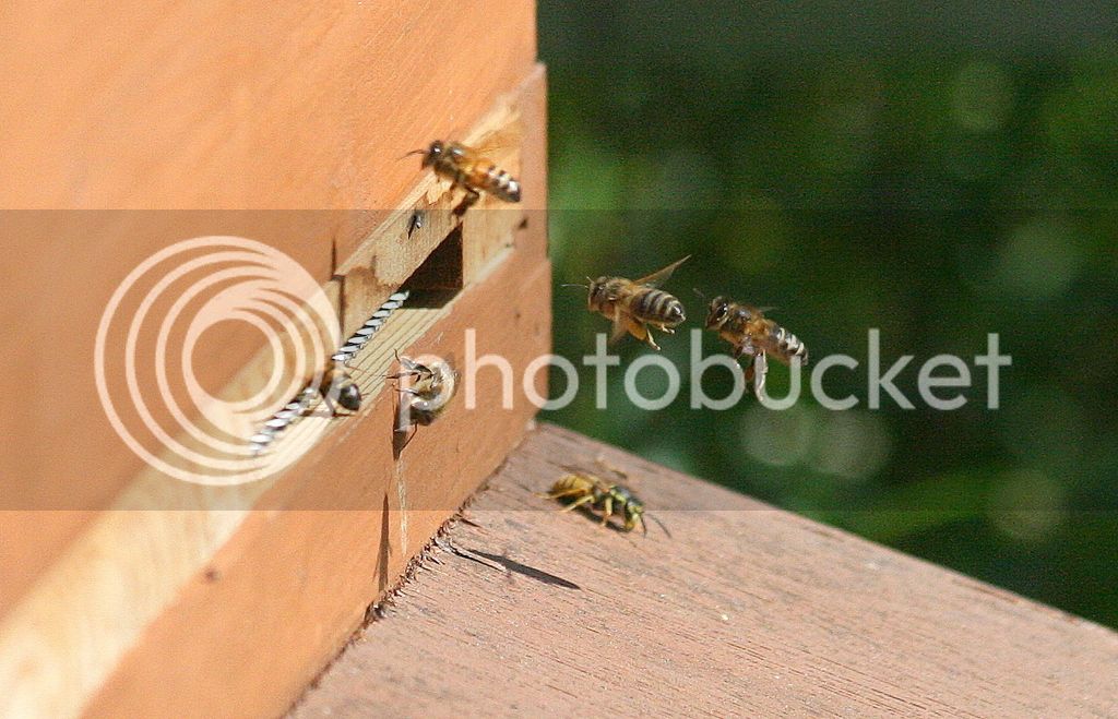 Bees%20and%20wasps%20207_zps0nrjxtep.jpg