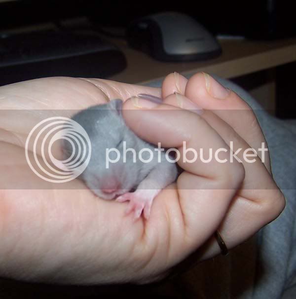 rats017-2.jpg