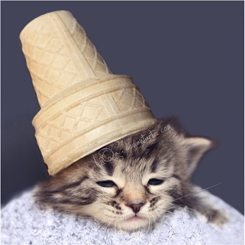 cat-kitten-with-ice-cream-cone-on-head_-28ob54z.jpg