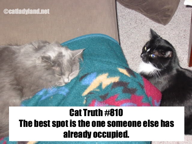 cat+truth-best+spot-cats-funny.jpg