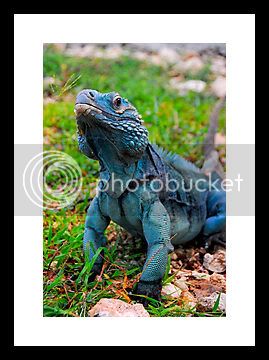 659855-1-grand-cayman-blue-iguana-c.jpg