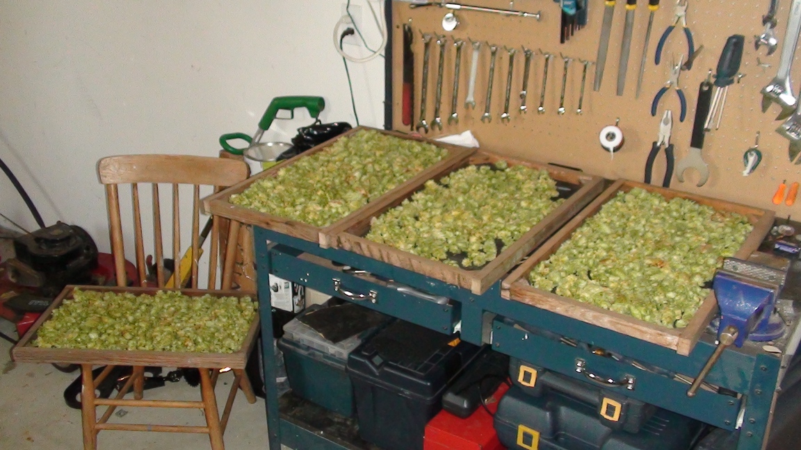 hops3.jpg