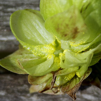 lupulin in hop cones