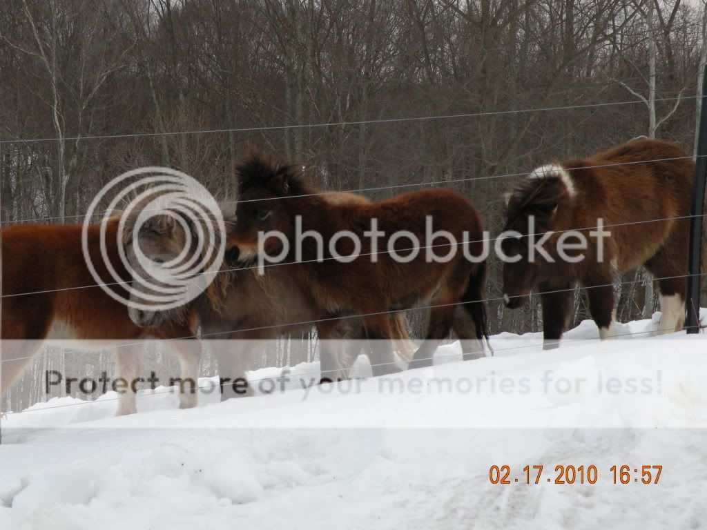 feb2010horses004.jpg