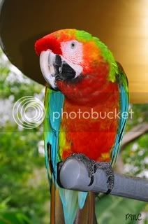 parrotcloseup.jpg