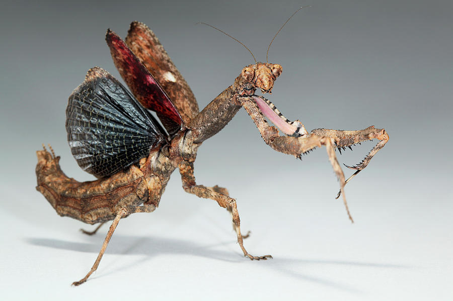twig-mantis-popa-spurca-tomasz-litwin.jpg