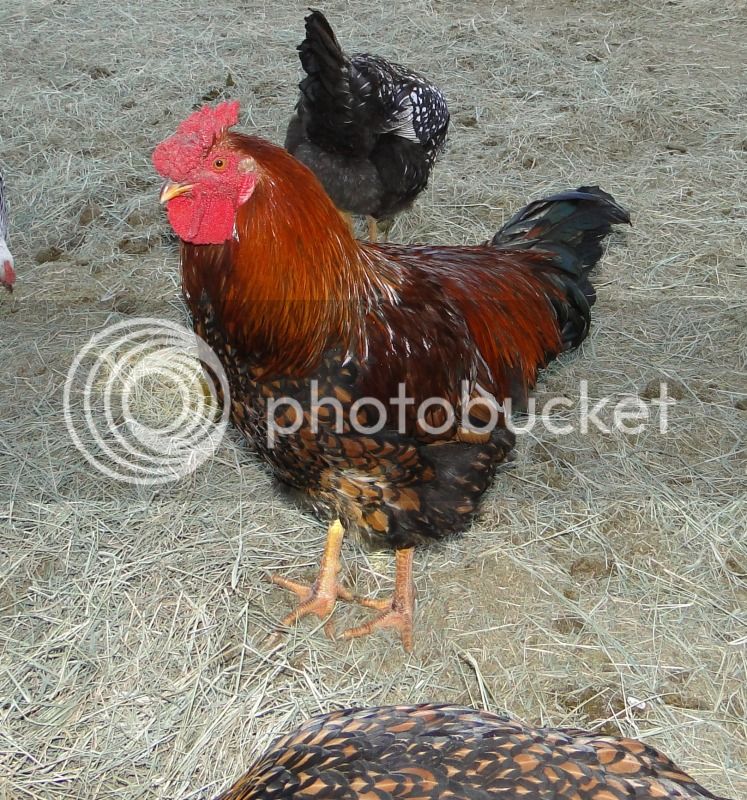 chickens16.jpg