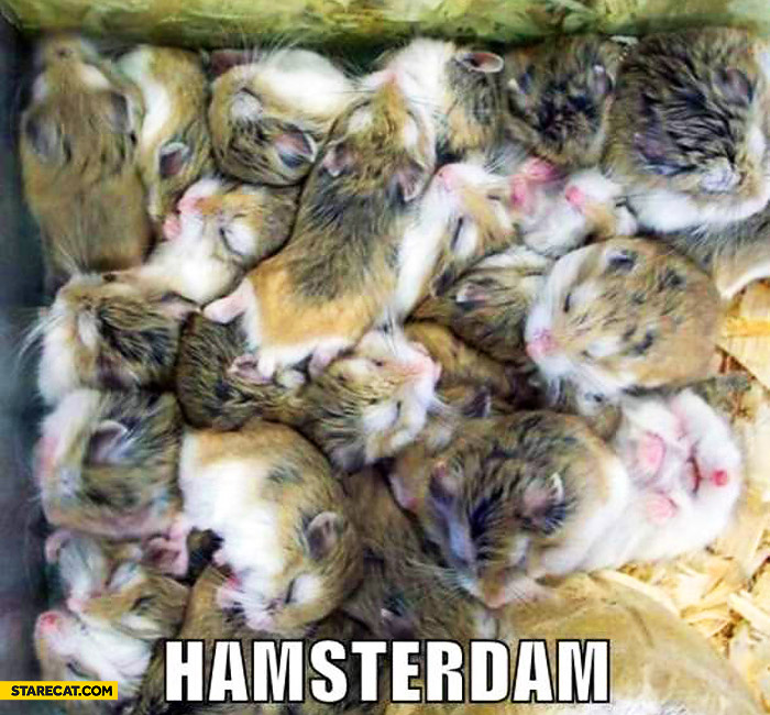 hamsterdam.jpg