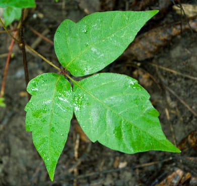 poison-ivy.jpg