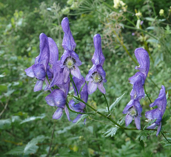 652px-Aconitum_variegatum_110807f.jpg