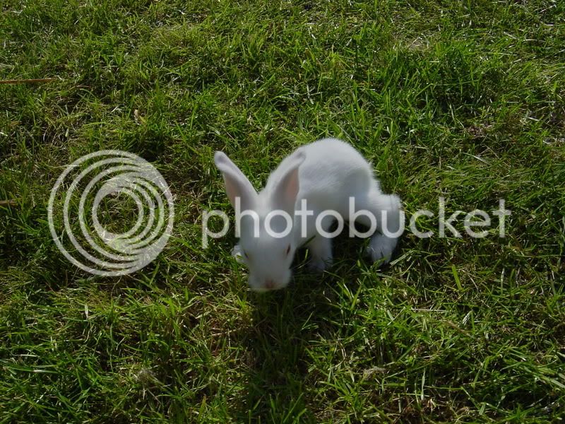 Rabbitday15002.jpg