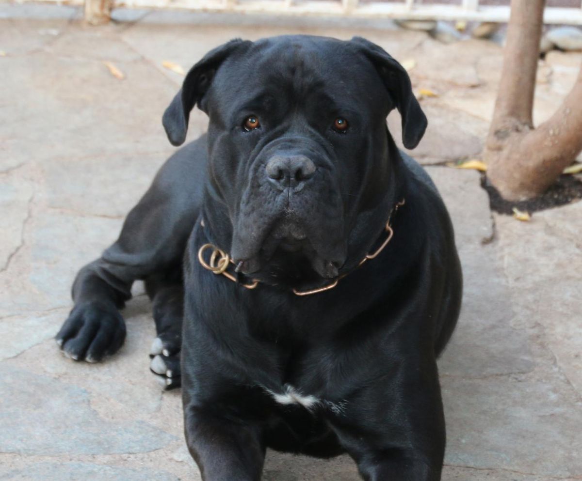1200px-Helios_Cane_Corso_2_years_old.jpg