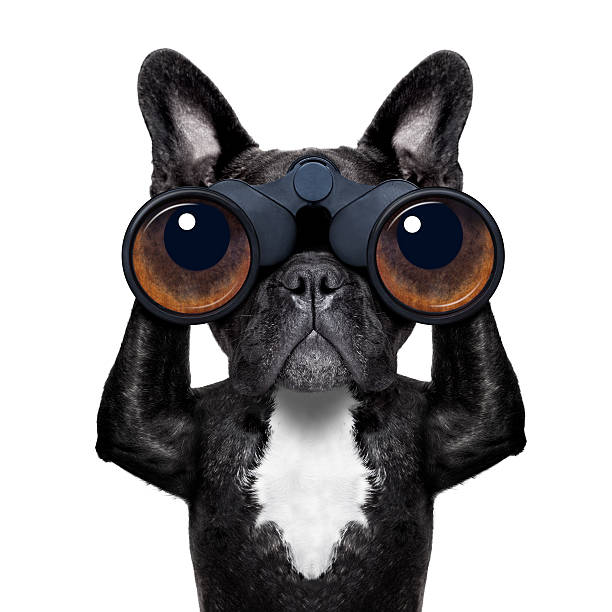 dog-looking-through-binoculars-picture-id488938489