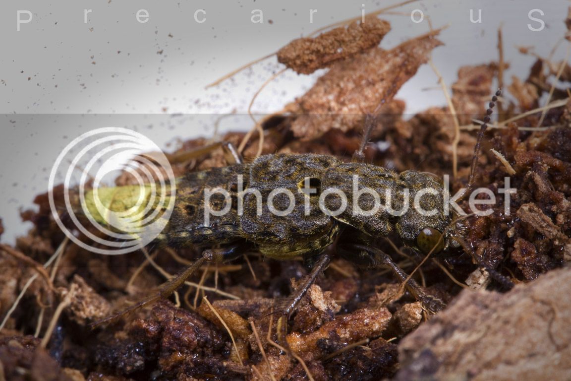 RoverBeetle_0124-sm.jpg