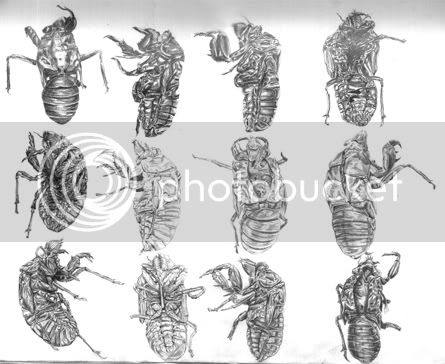 cicada72dpi.jpg