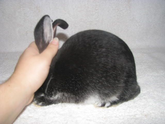 Rabbit025.jpg