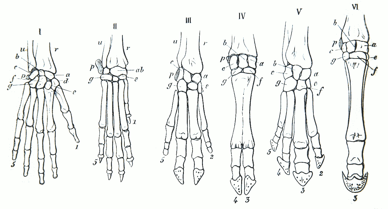 Gegenbaur_1870_hand_homology.png