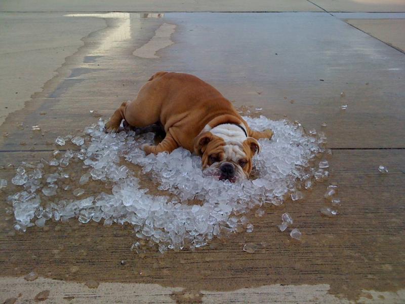 dog-on-ice.jpg