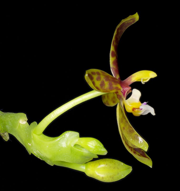 Phalaenopsis%20cornu-cervi%20II%2003.jpg