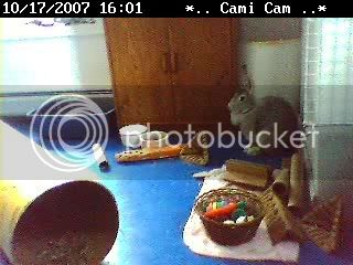 NetCam20071017-160127.jpg