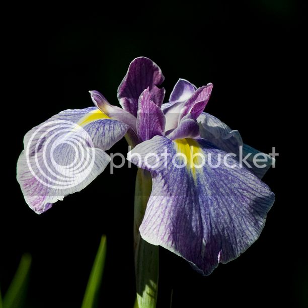 IrisensataReveille2_web.jpg
