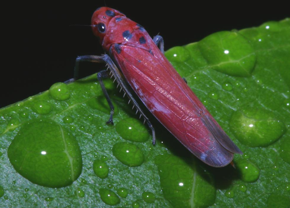 RedVietnameseLeafhopper.jpg