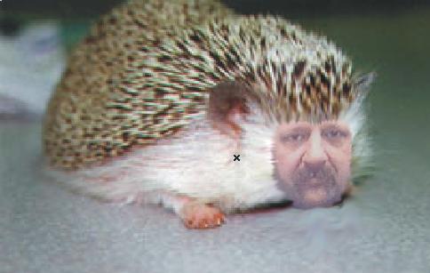 muskhog.jpg